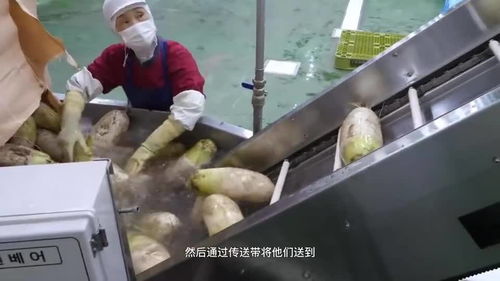 衛(wèi)生條件可以媲美酸菜加工廠的泡菜工廠,這個食品你能吃的下么